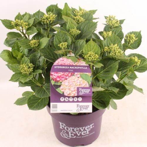 Hydrangea macrophylla 20cm 23cm Pot