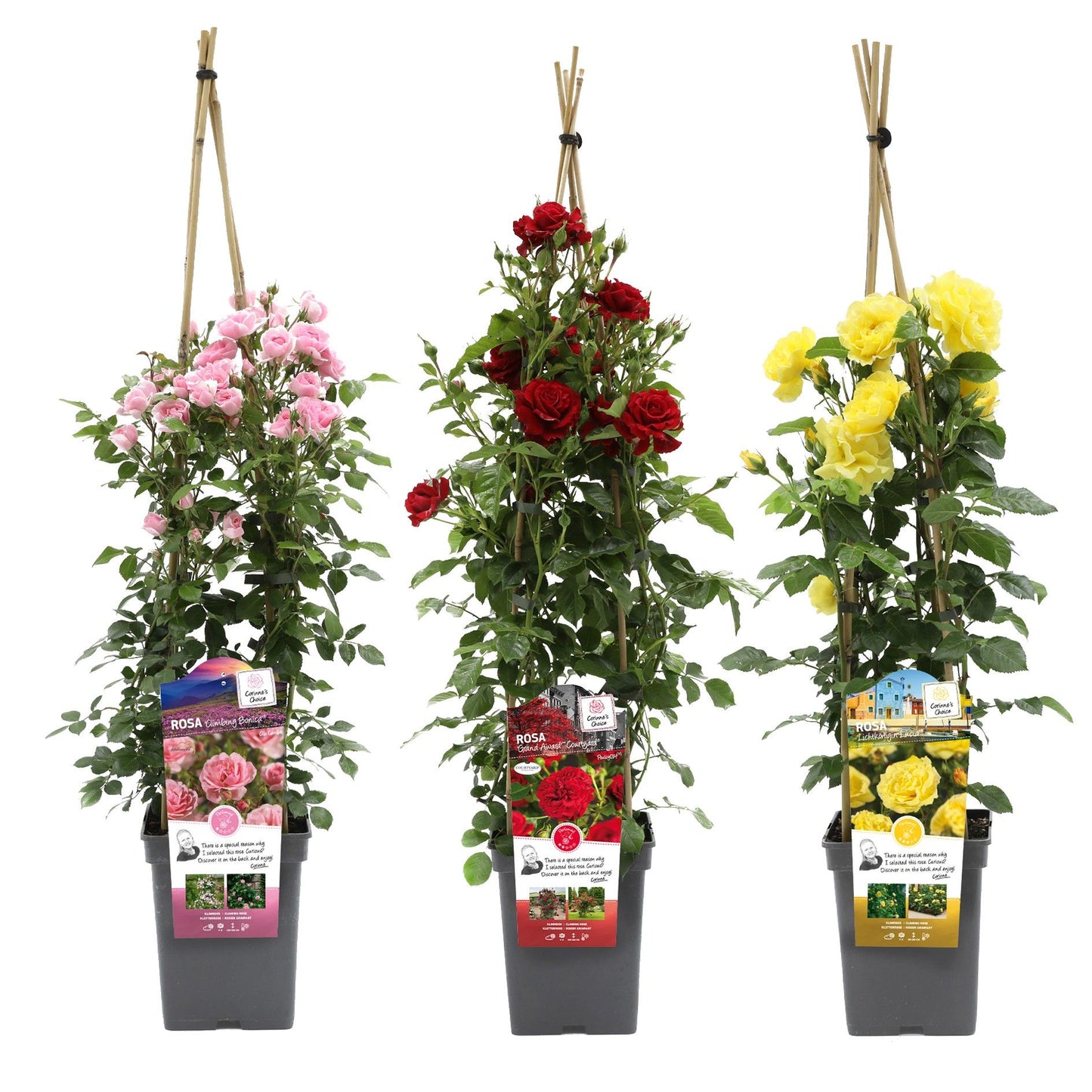 Roses climber mix (Exclusive Collection) 70cm 23cm Pot