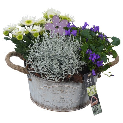 PTSO6005 Arrangementen Tuinplanten 23cm 22cm Pot