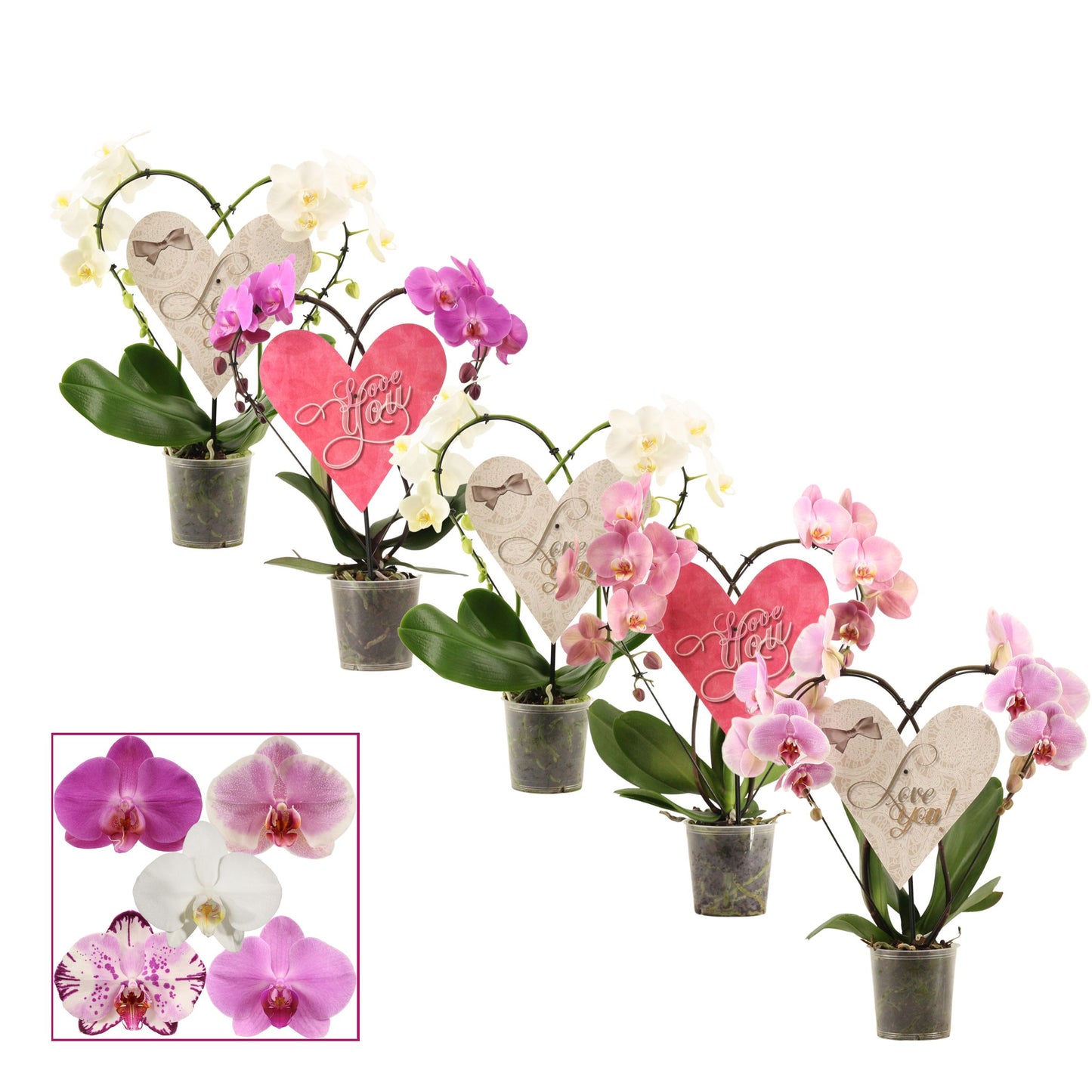 Phalaenopsis mix 45cm 12cm Pot