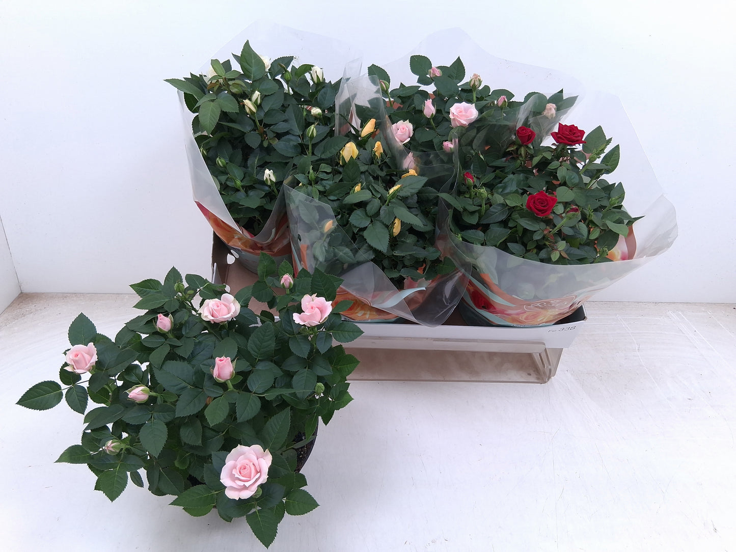 Vireo-H.P.D. Potplanten VOF Rosa Favourite mix 4 col. Pack of 4