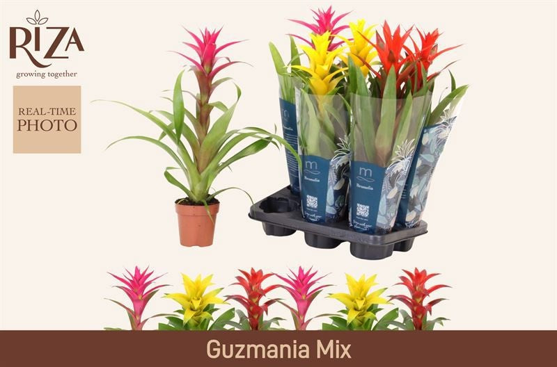 Guzmania mix 53cm 12cm Pot