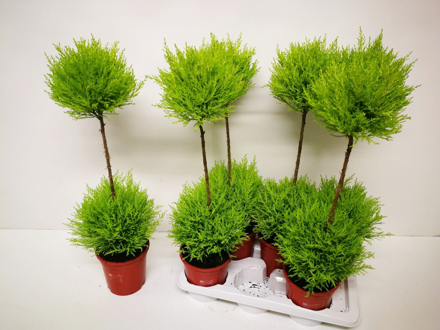 Cupressus Goldcrest Wilma duo-ball 80cm 17cm Pot