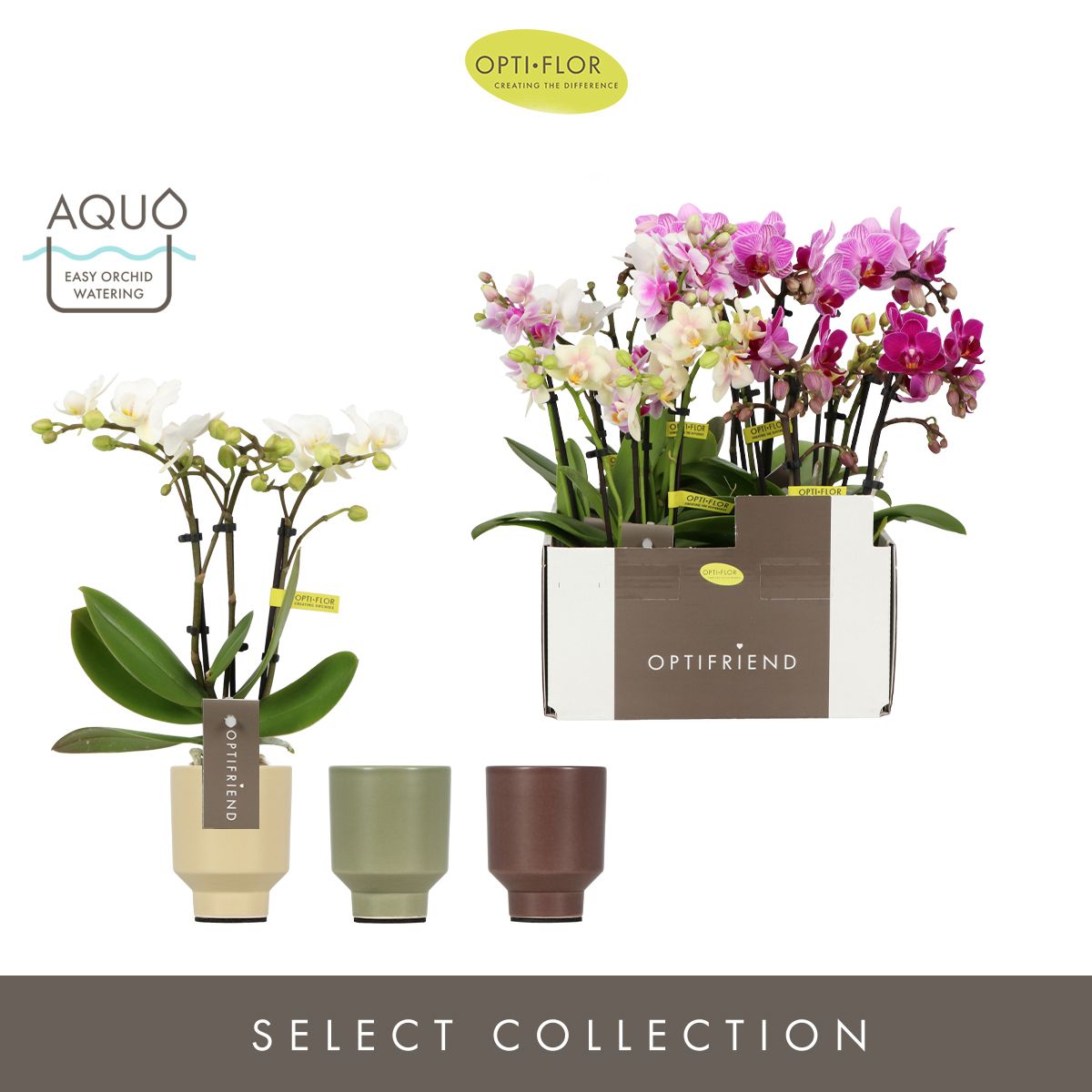 Phalaenopsis multiflora mix 25cm 7cm Pot