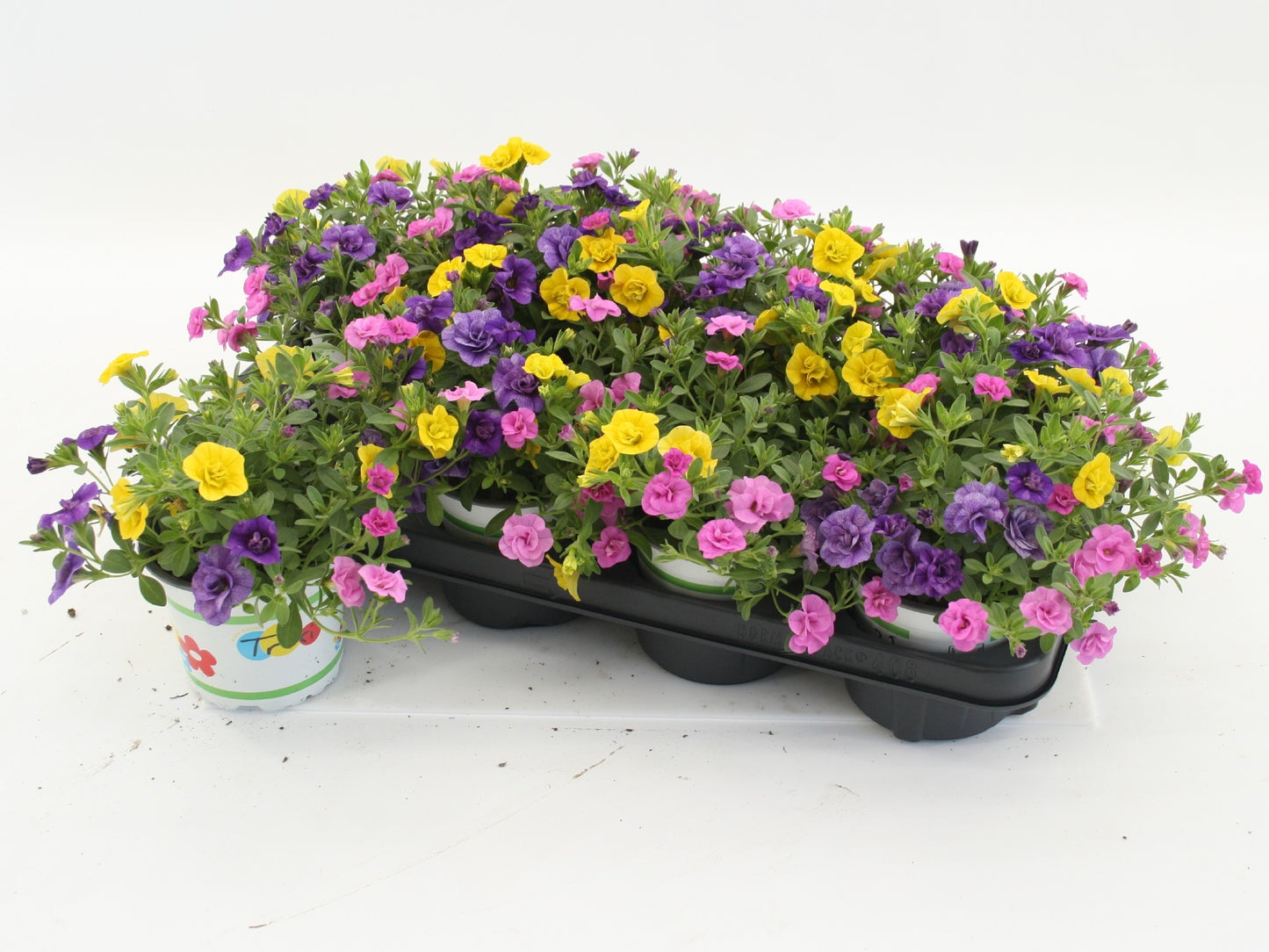 Calibrachoa Trixi Petticoat 20cm 12cm Pot