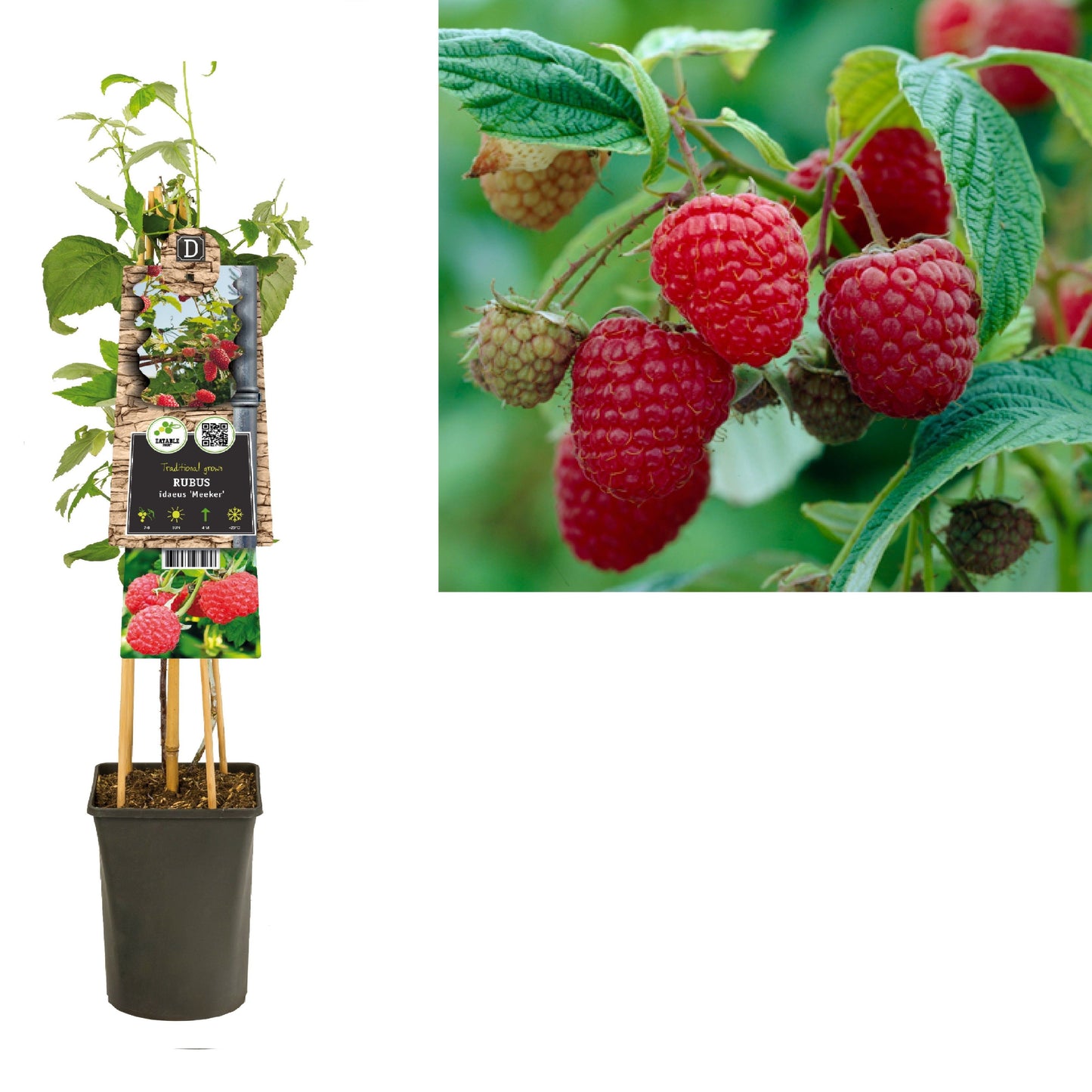 Rubus idaeus (Raspberry) 75cm 17cm Pot