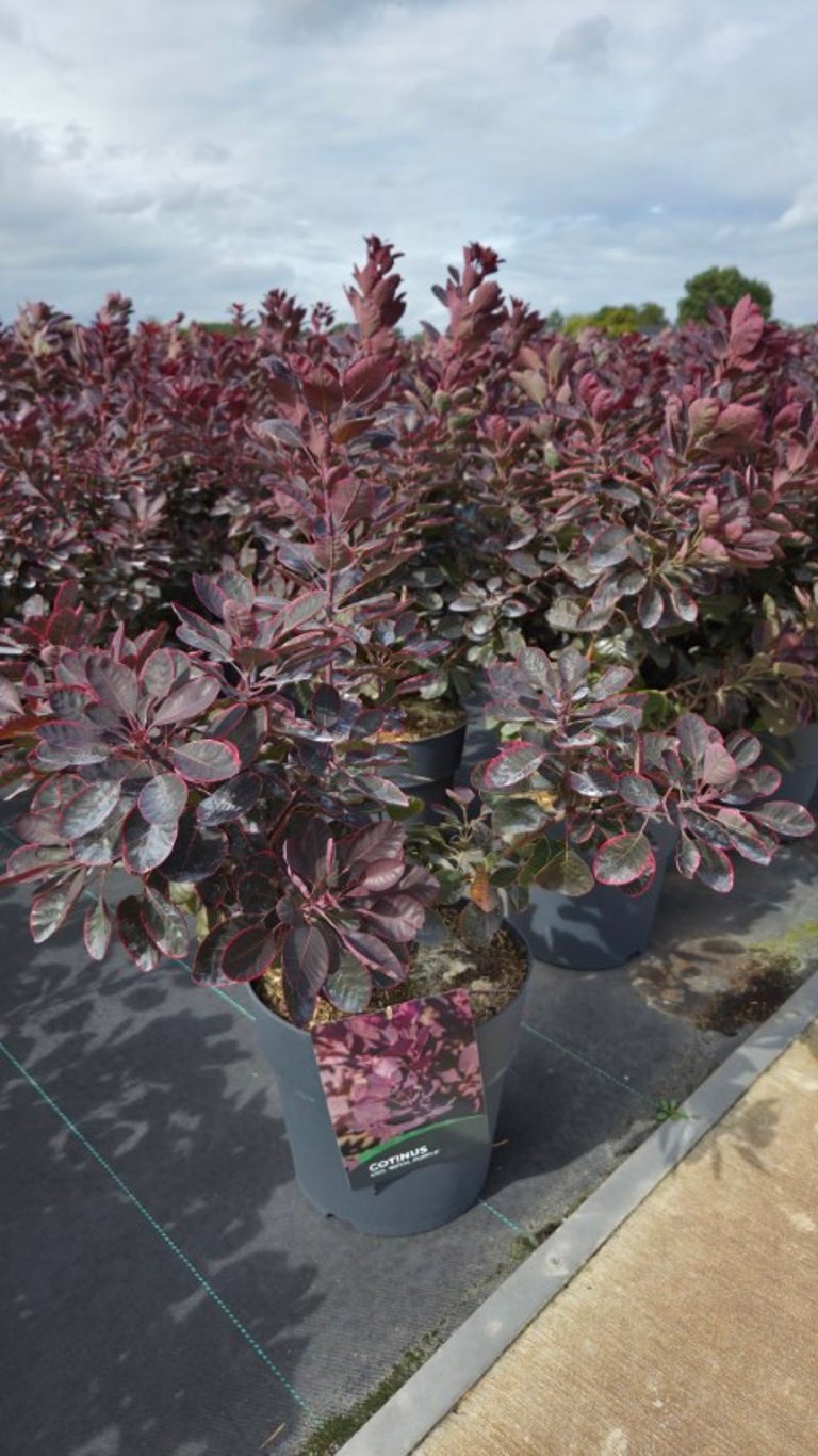 Cotinus cog. Royal Purple 75cm 27cm Pot