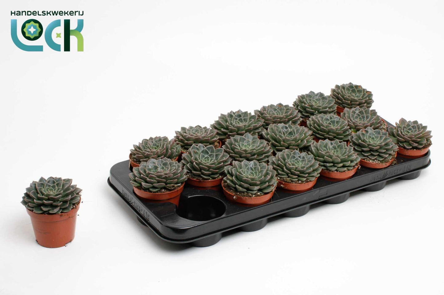 Echeveria Glauca 15cm Special Pot (508)