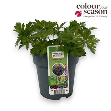 Geranium Rozanne (Hardy) 30cm 15cm Pot