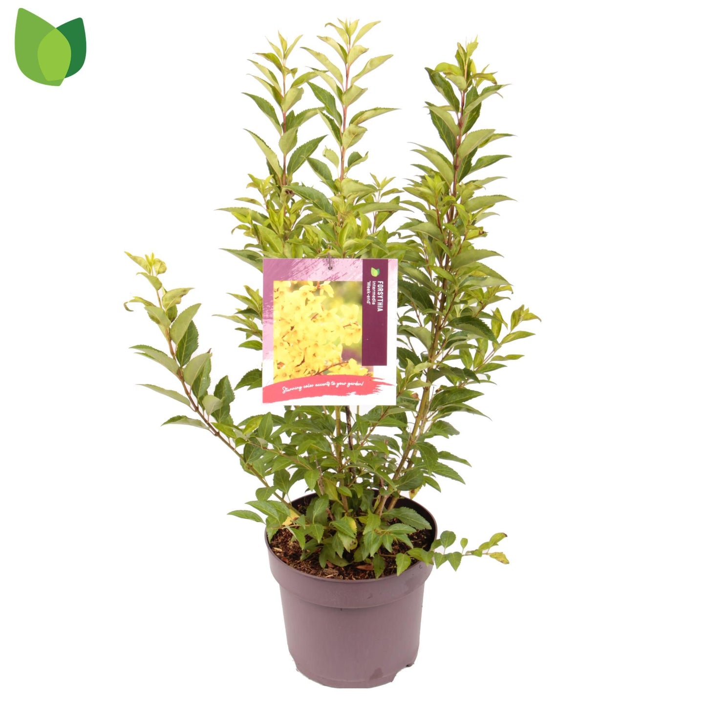 Forsythia Weekend 60cm 26cm Pot