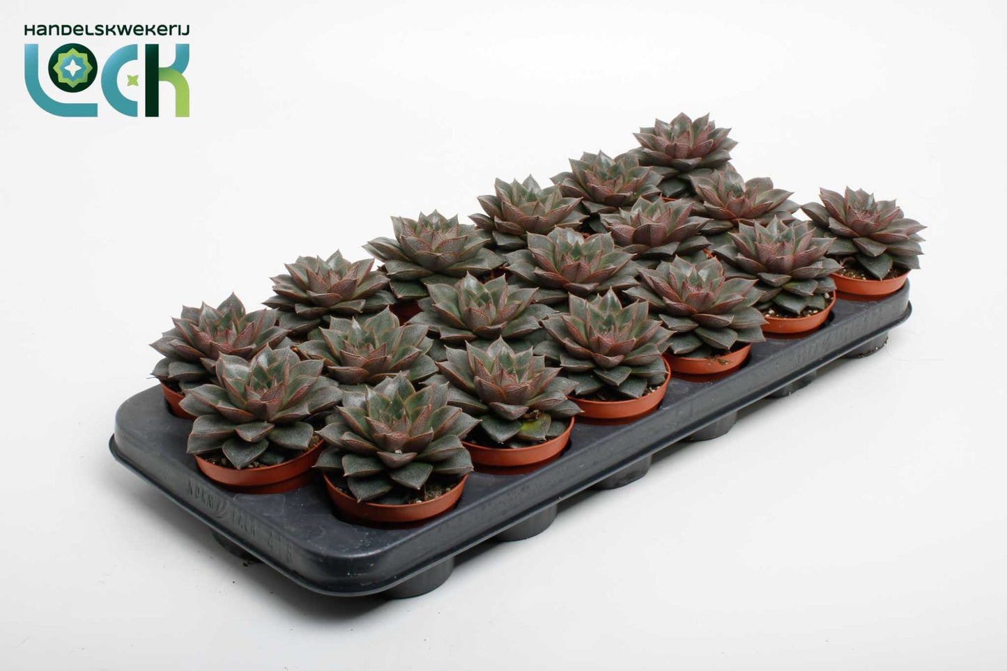 Echeveria Purpusorum 10cm 8.5cm Pot