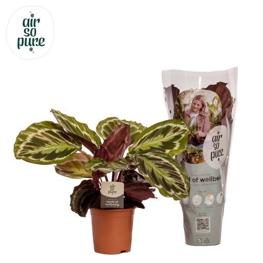 Calathea Medallion 50cm 14cm Pot