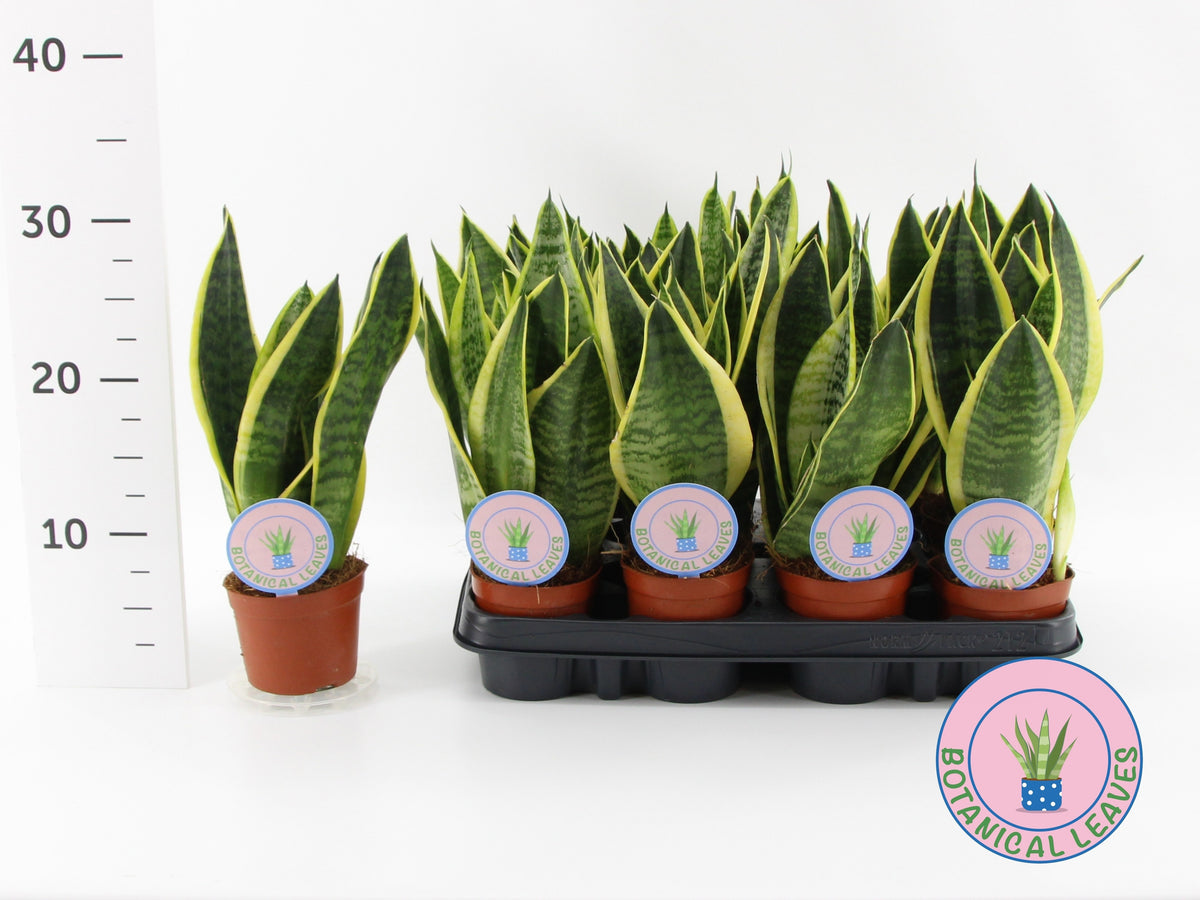 Sansevieria Futura Superba 30cm 9cm Pot