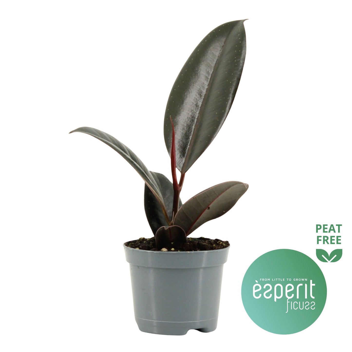 Ficus Abidjan 20cm Special Pot (508)