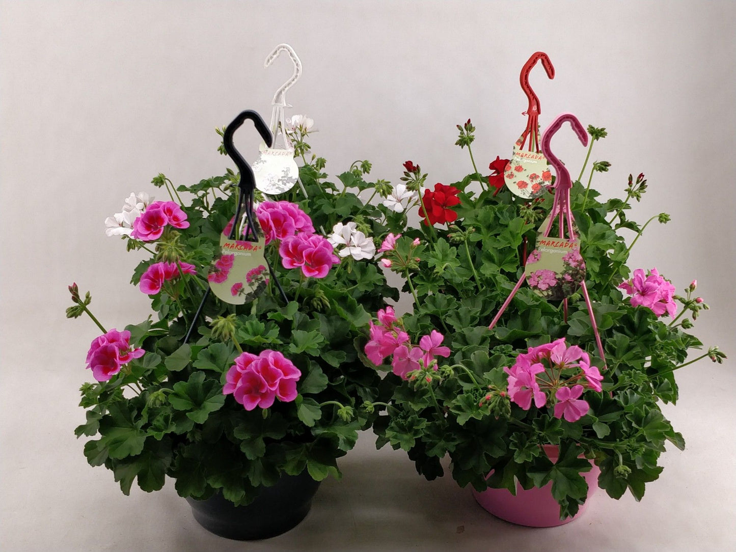 Pelarg. Marcada mix 35cm 23cm Pot