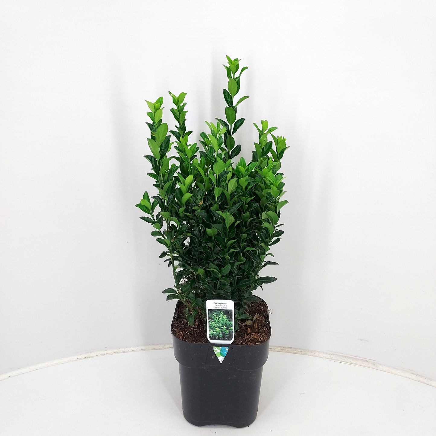 Euonymus jap. Green Spire 30cm 17cm Pot