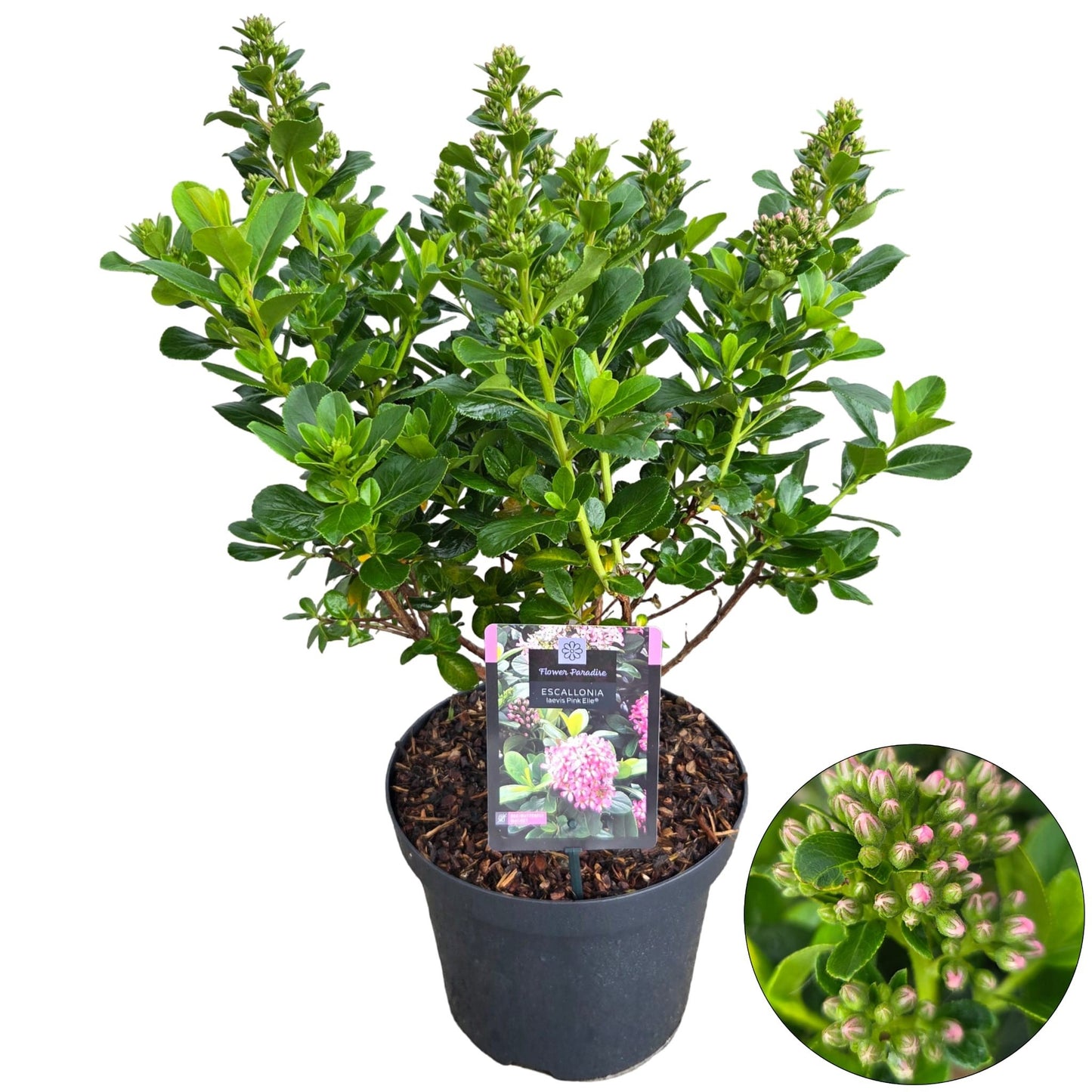 Escallonia leavis Pink Elle 60cm 26cm Pot