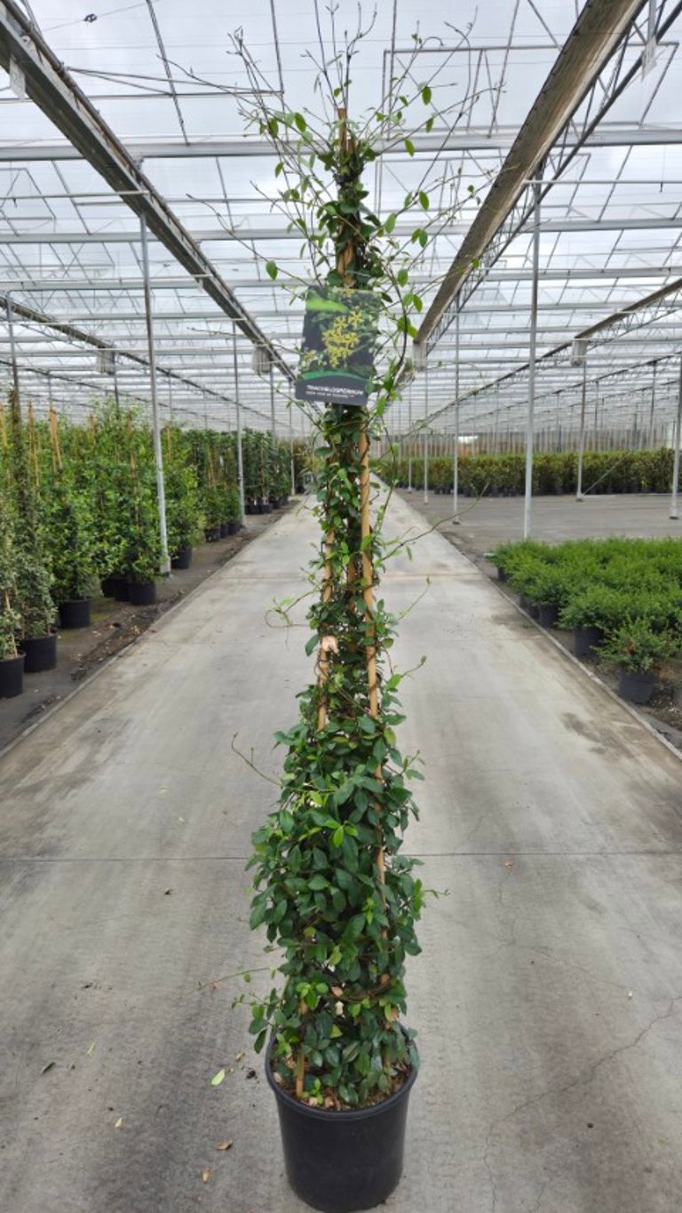 Trachelospermum Star of Toscane 200cm 36cm Pot