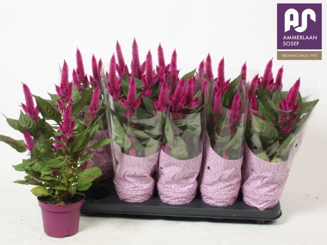 Celosia Deep Purple 44cm 12cm Pot