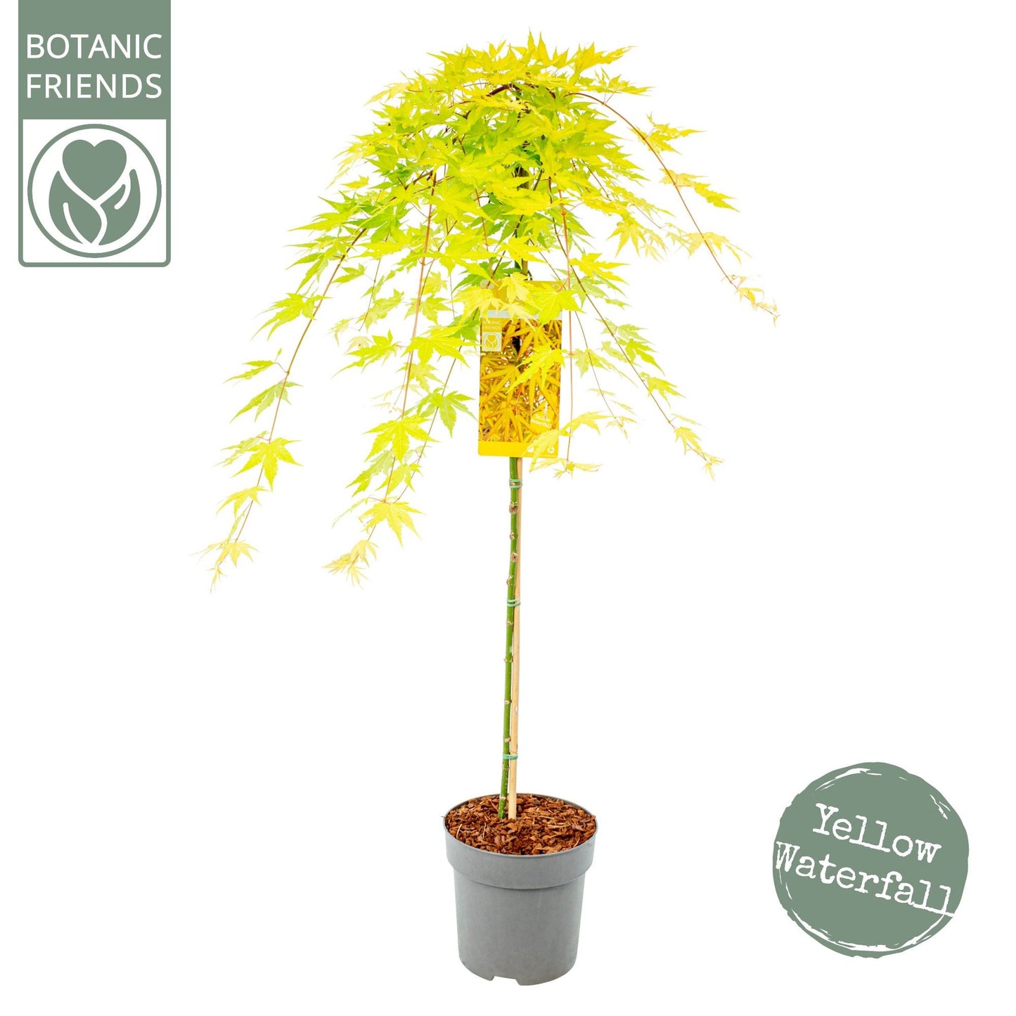 Acer palmatum 130cm 24cm Pot