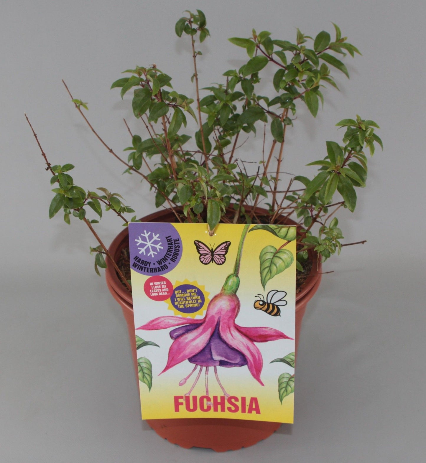 Fuchsia mag. Gracilis 37cm 23cm Pot