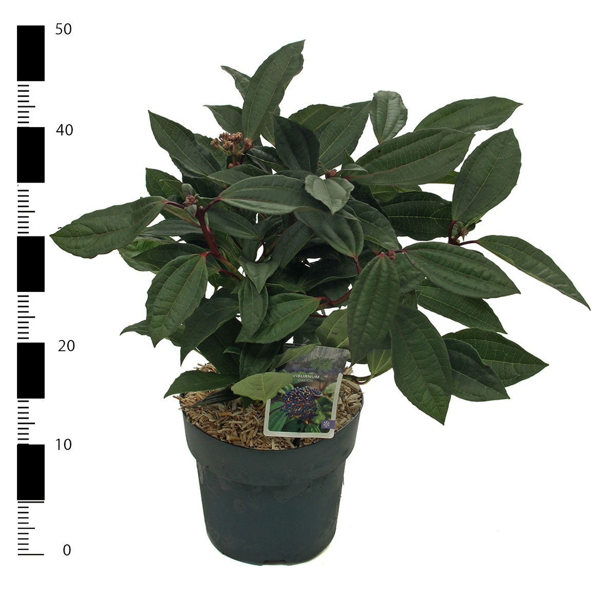 Viburnum davidii 30cm 23cm Pot