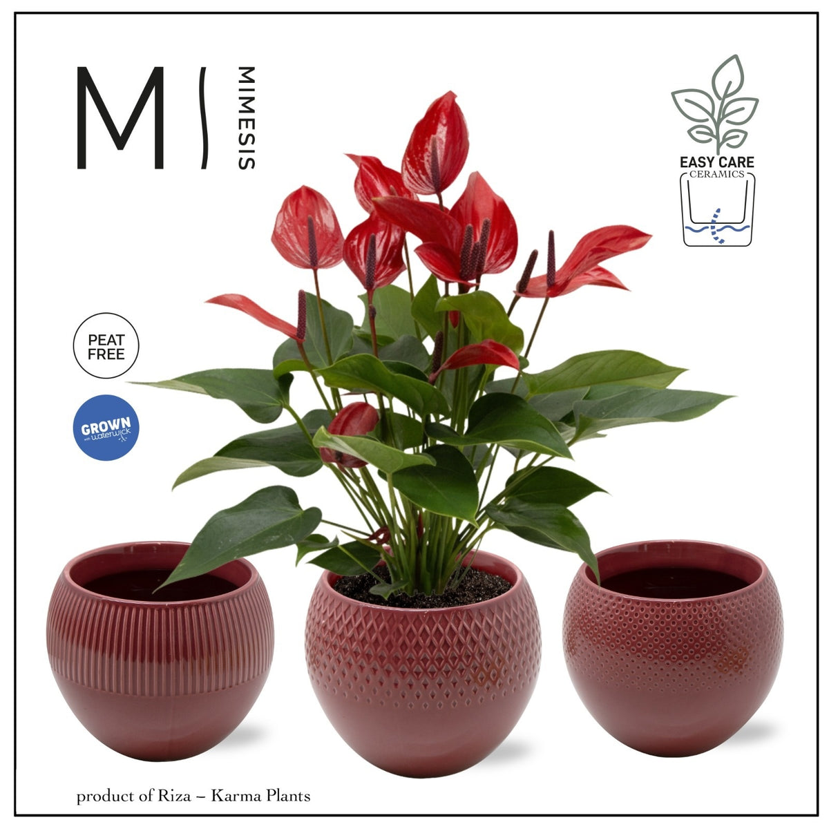 Anthurium Banderola Lava 45cm 12cm Pot