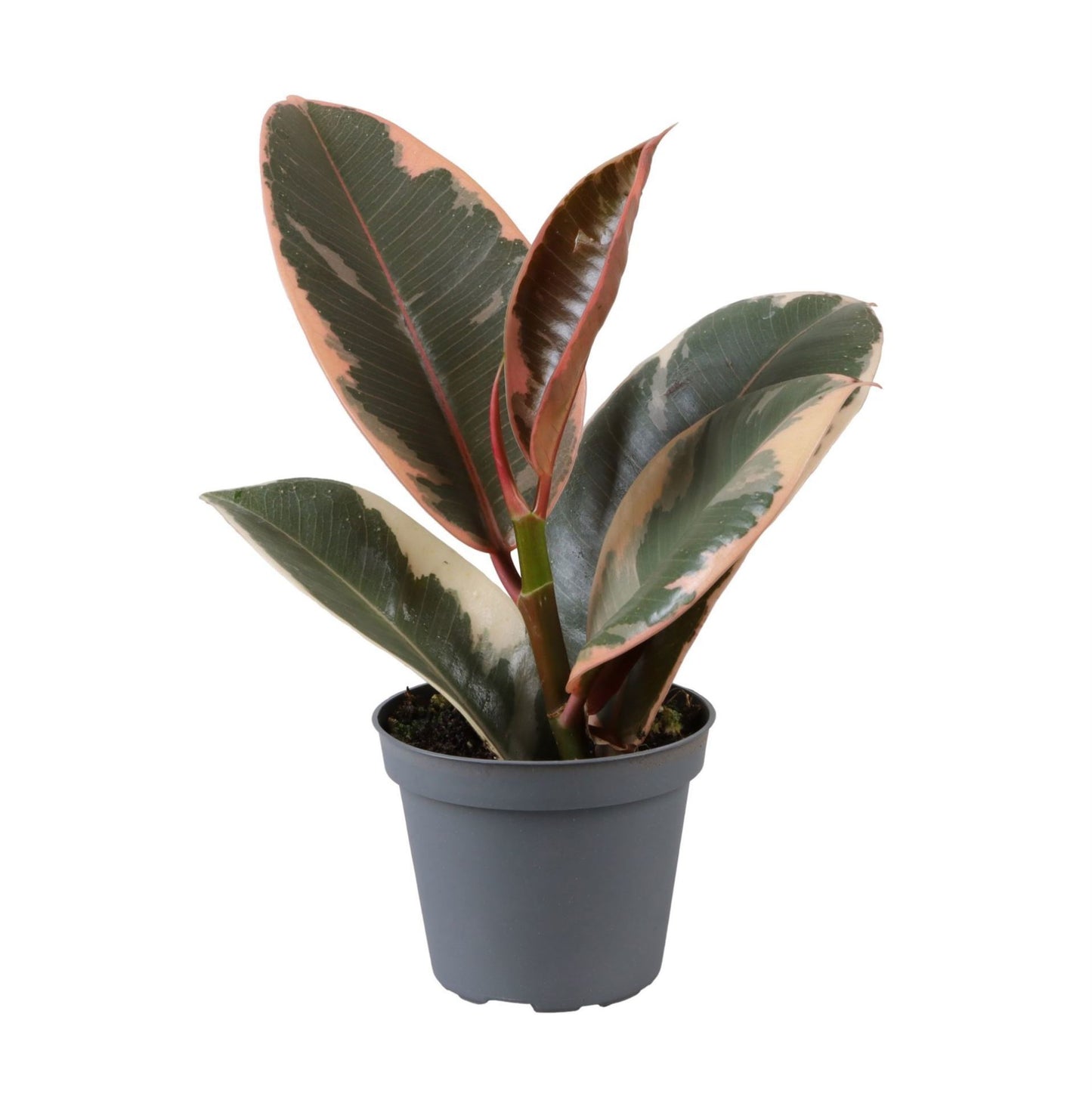 Ficus el. Tineke 15cm 6cm Pot