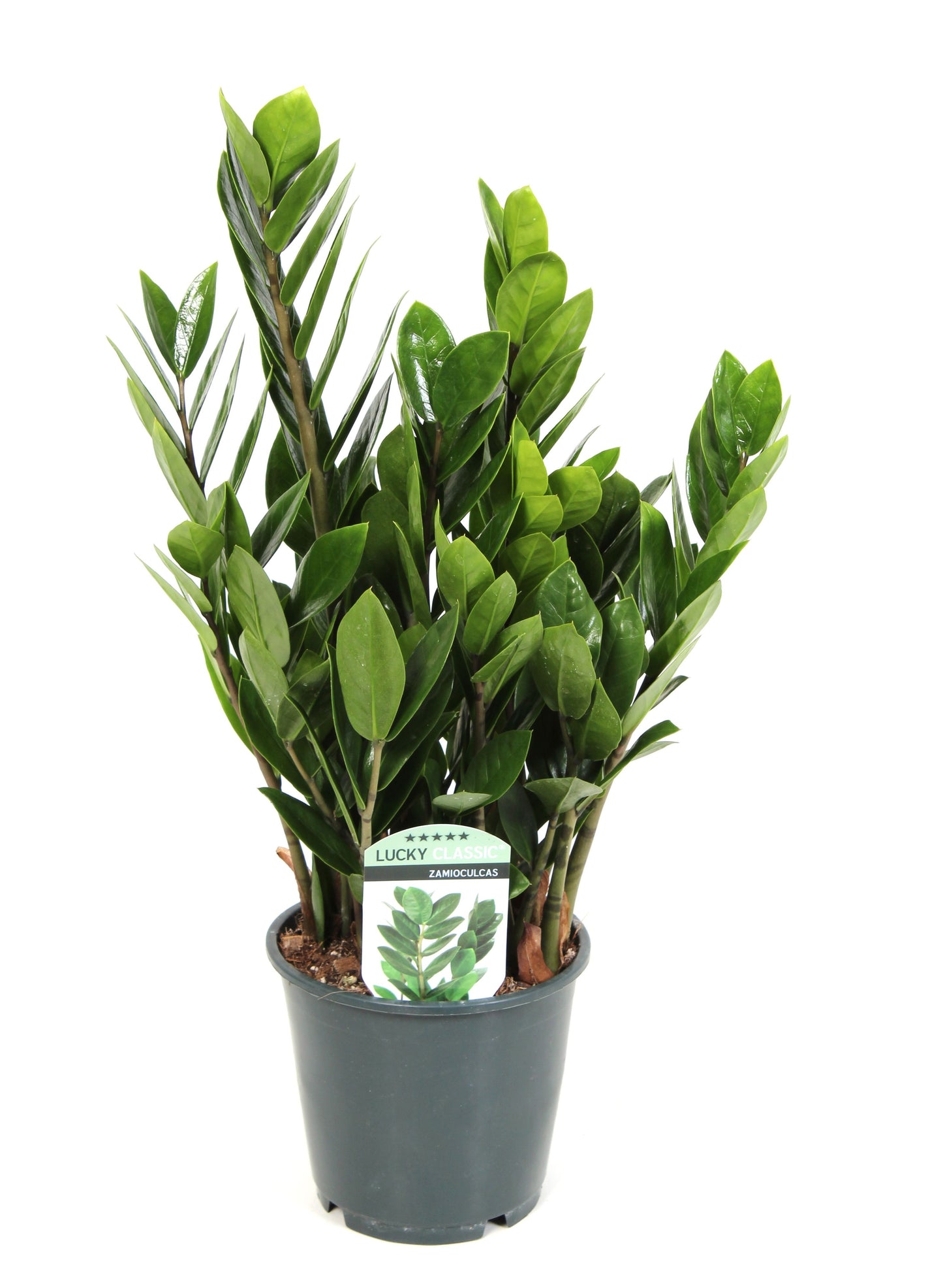 Zamioculcas Lucky 45cm 14cm Pot