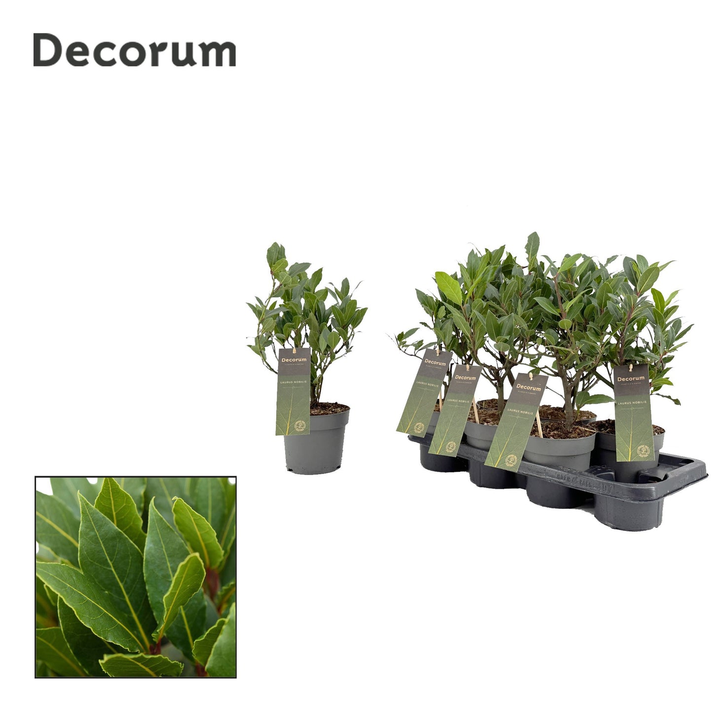 Laurus nobilis 40cm 14cm Pot