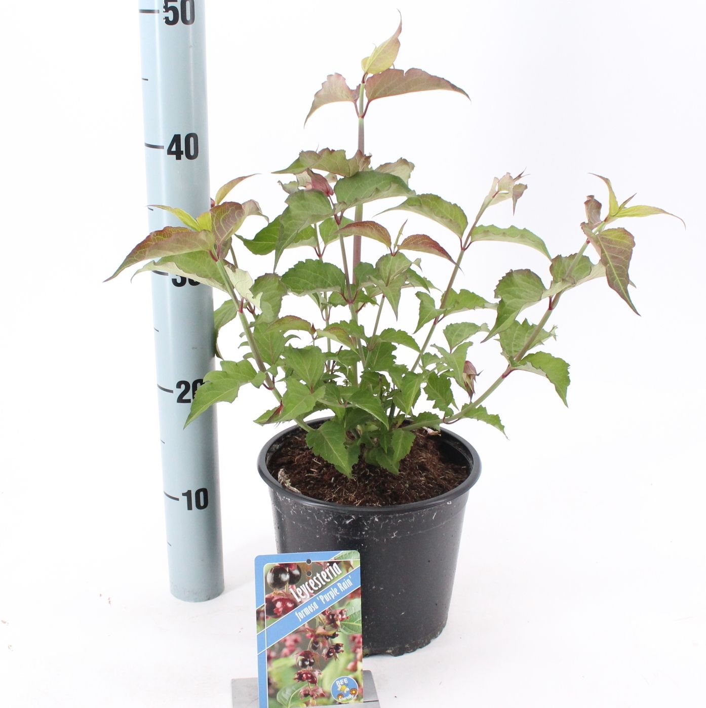 Leycesteria formosa 65cm 19cm Pot