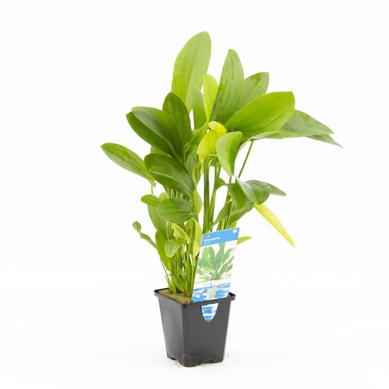 Echinodorus magdalenensis 10cm 9cm Pot