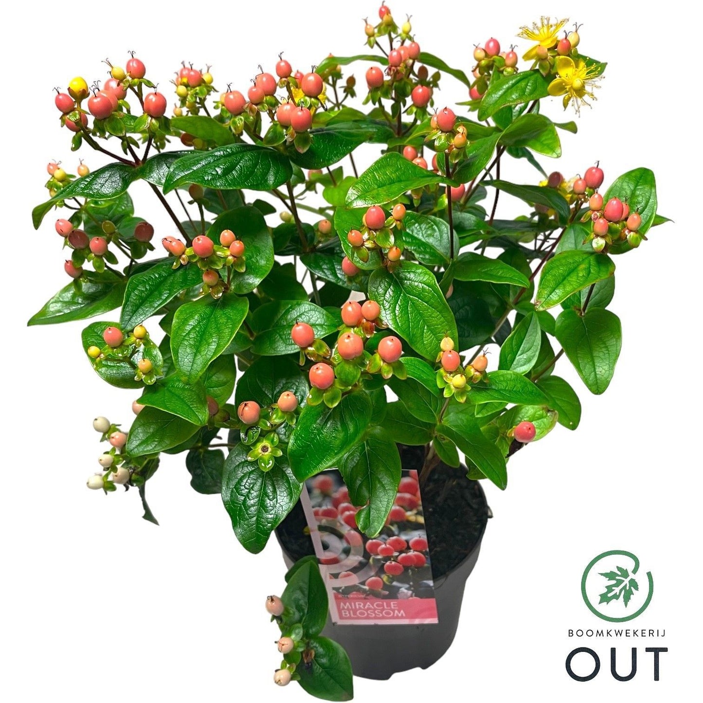 Hypericum Miracle Blossom 50cm 17cm Pot
