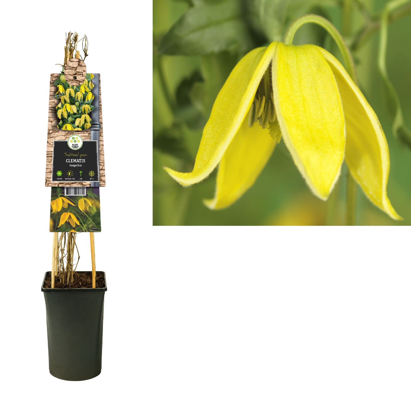 Clematis tangutica 75cm 17cm Pot