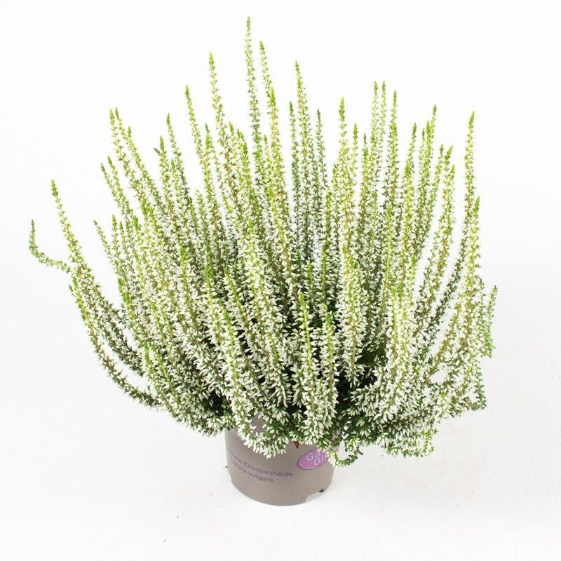 Calluna Garden Girls white 20cm 12cm Pot