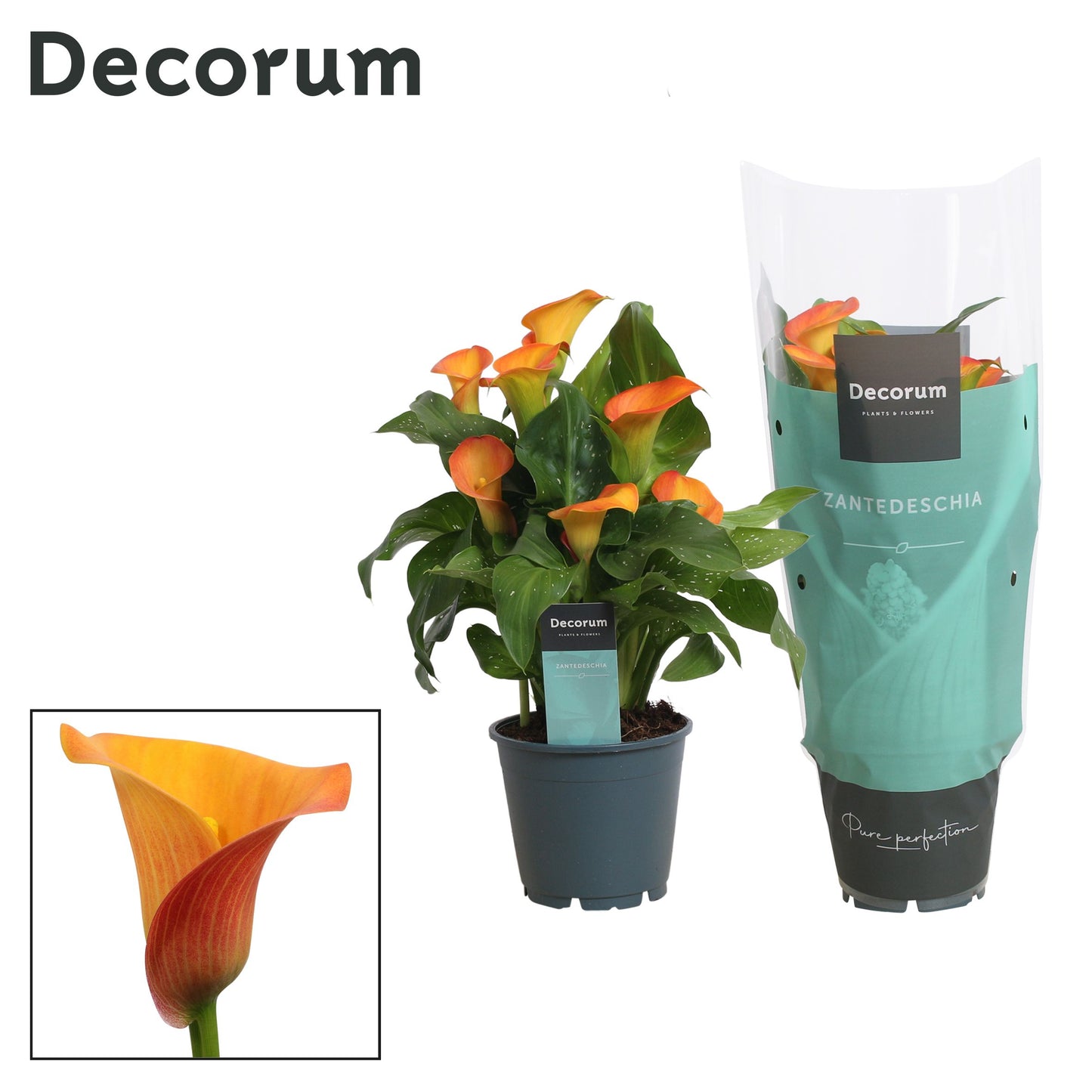 Zantedeschia Morning Sun 40cm 14cm Pot