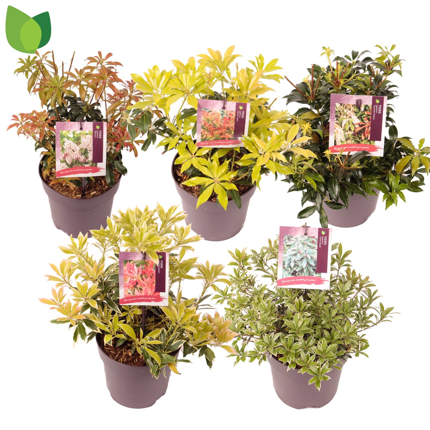 Pieris japonica mix 25cm 17cm Pot