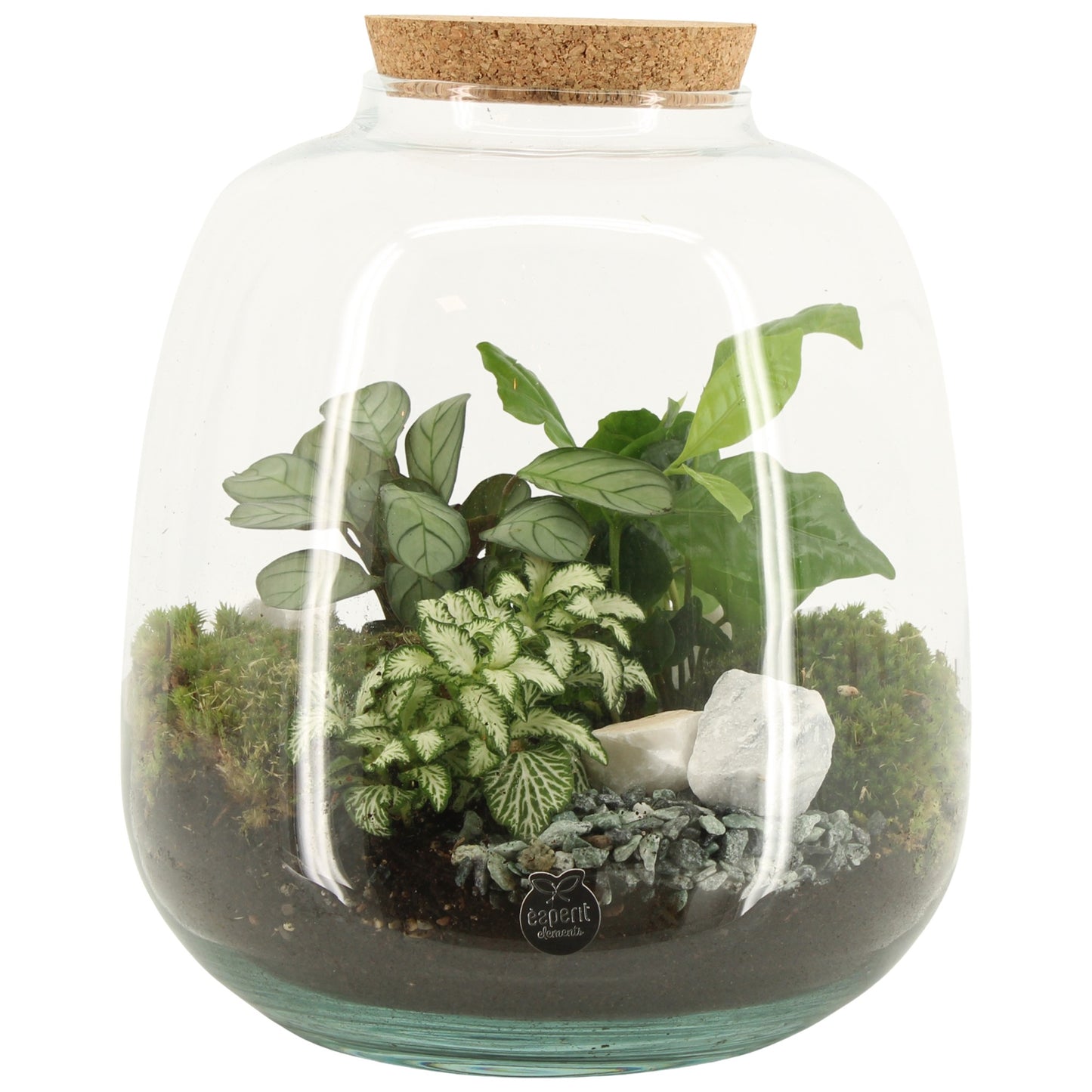 Glass Terrarium 25cm 23cm Pot