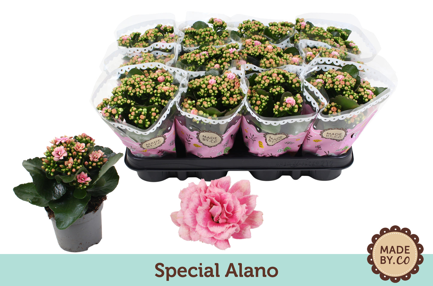 Kalanchoe Roselina Don Alano 19cm 9cm Pot