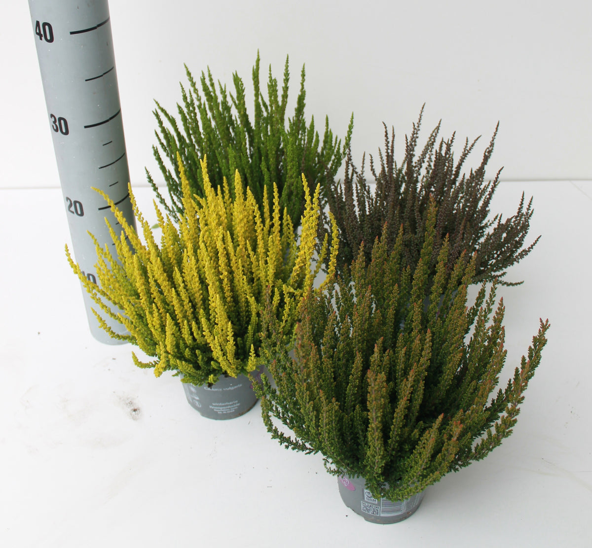 Calluna Garden Girls Sunset Girls mix 24cm 12cm Pot