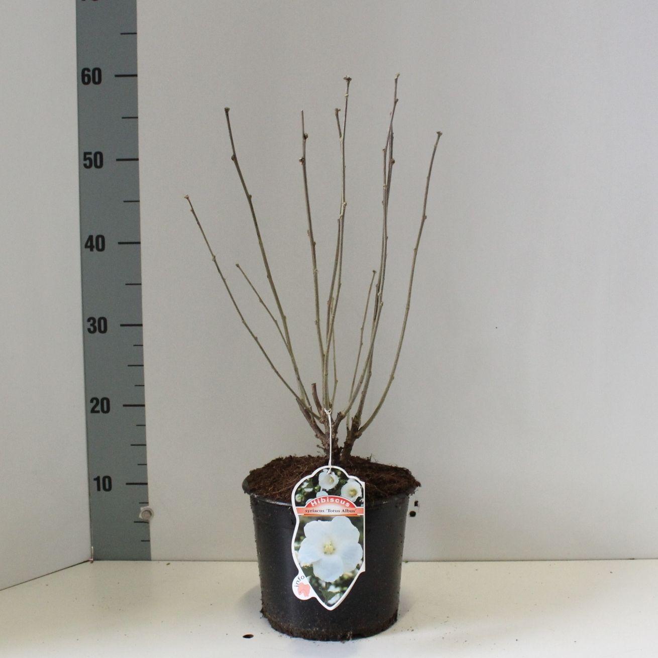 Hibiscus syr. Totus Albus 40cm 19cm Pot