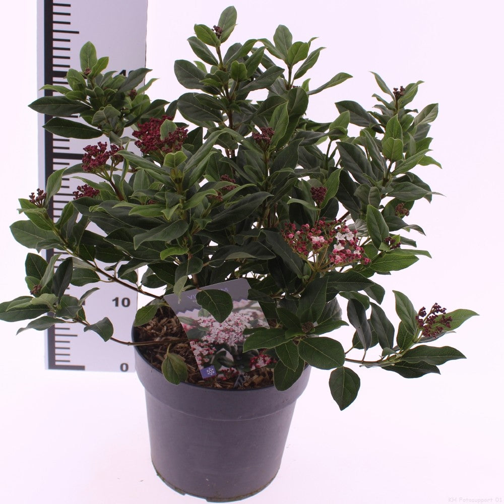 Viburnum tinus Gwenllian 40cm 23cm Pot