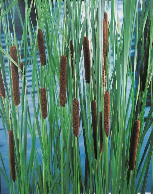 Typha laxmanni 20cm 9cm Pot