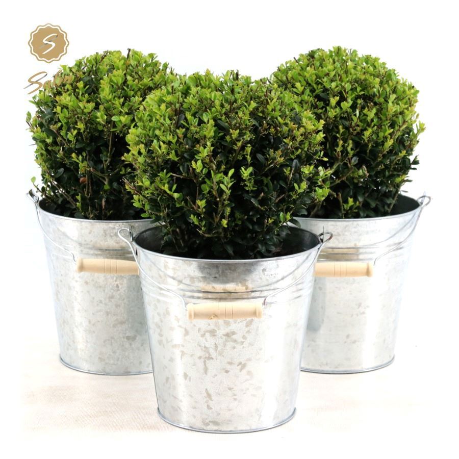 Ilex cren. Jenny (+ drp.Zinc) 35cm 19cm Pot