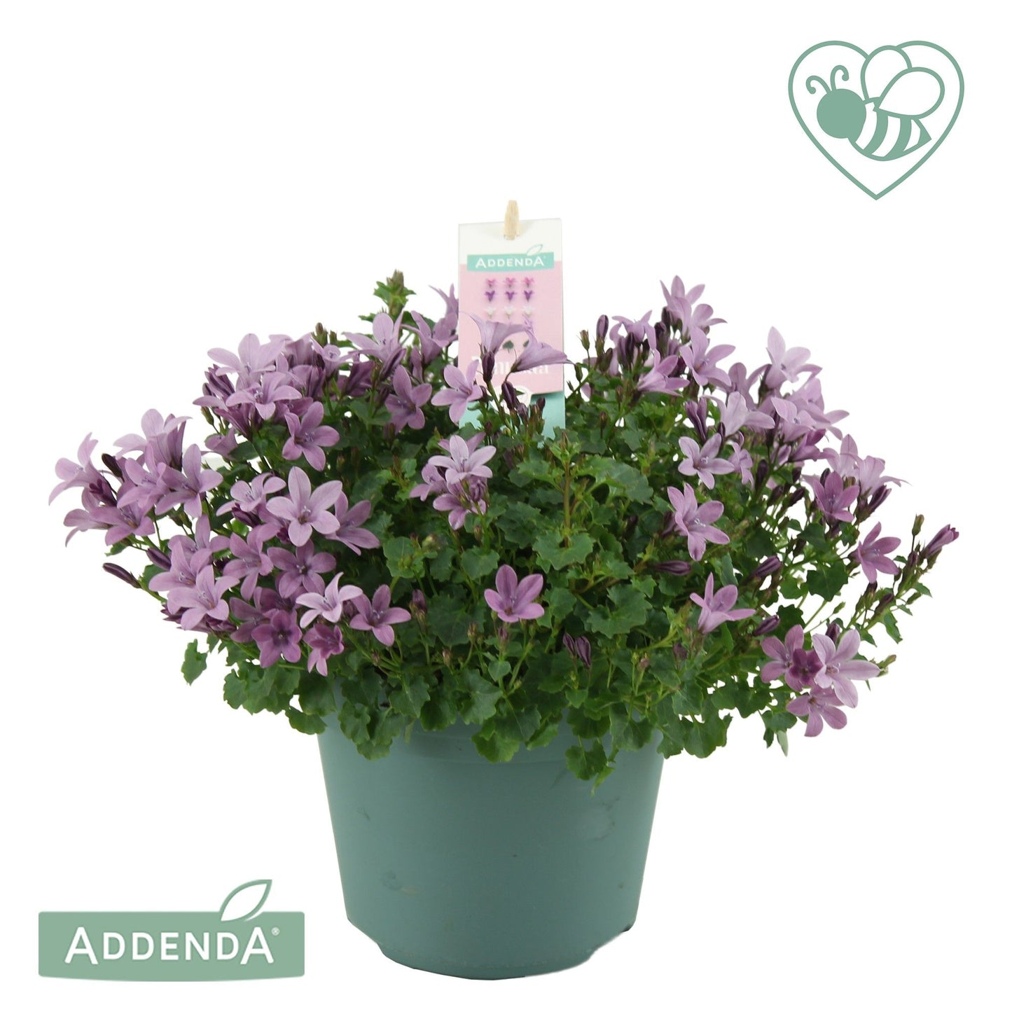 Campanula Ambella pink 25cm 15cm Pot