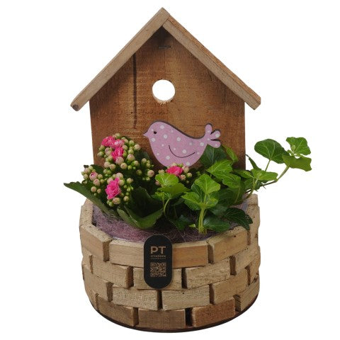 PTIB5261 Arrangementen kamerplanten 26cm 17cm Pot