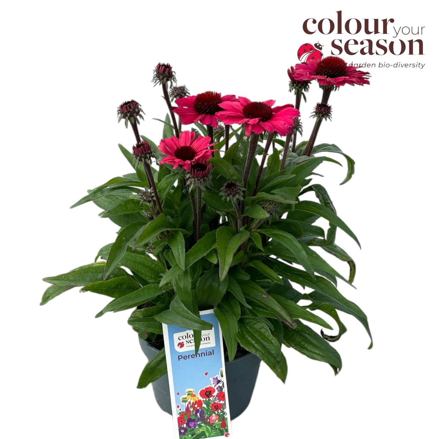 Echinacea Sunseekers Carmine 50cm 19cm Pot