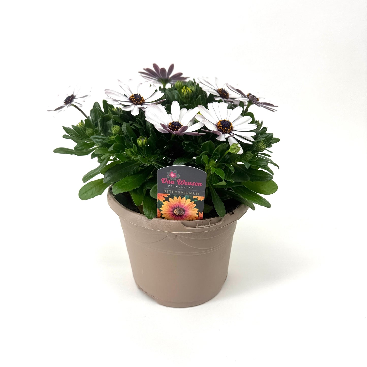 Osteospermum Margarita White 27cm 17cm Pot