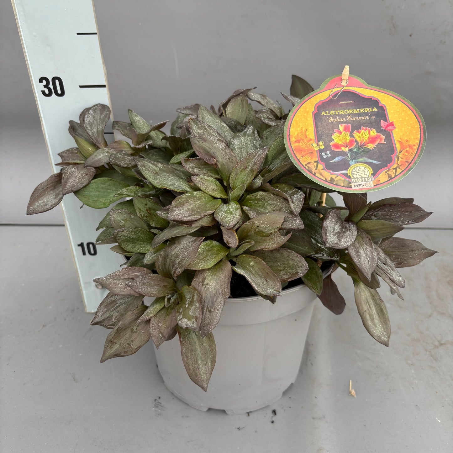 Alstroemeria Indian Summer 40cm 23cm Pot