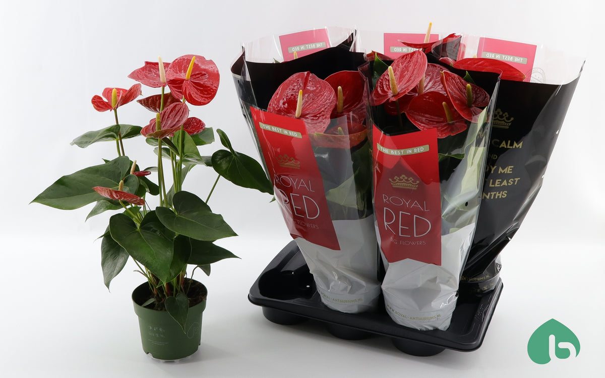 Anthurium Oklahoma 60cm 17cm Pot
